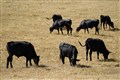 US wants more alignment with UK on food standards rules – agriculture secretary