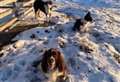 PICTURE: Dogs in the snow enjoy the view over Lochbroom