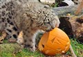 Highland Wildlife Park animals have been getting into the Halloween spirit 