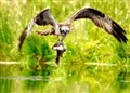 Strath osprey chicks make good progress on the wing 
