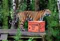 WATCH: Endangered Amur tigers celebrate International Tiger Day at Highland Wildlife Park