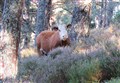 Cows moo-ved into Cairngorms reserve to help capercaillie