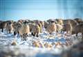 Animal attack leaves four sheep dead