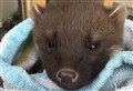 More pine marten kits rescued at Badenoch outdoor centre
