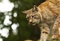 WATCH: First potential release site for reintroduction of lynx to Scotland is announced