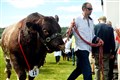 A magnificent Beef Shorthorn bull exhibited by Rattray Estate Ltd. Picture: James Mackenzie.