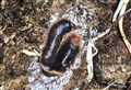 Aviemore children learn to beware the New Zealand flat worm