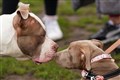 What does the XL bully ban mean for owners of the breed?