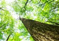 Get rooting for your favourite tree in the Cairngorms