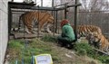 Highland Wildlife Park gets round weighty tiger problem!