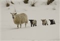Crofting federation anger over Scottish Government's distribution of convergence funding 