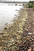 Algal bloom keeps swimmers out of Lochindorb