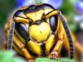 Summer in the Cairngorms has a sting in the tail