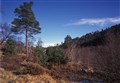 Woodland trust sets out plans for popular Strathspey woods