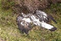 Cairngorms authority condemns 'senseless' killing of golden eagle on its patch