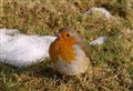 Highland birds need our help – but should we feed them all year round?