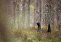 New £100k fund to improve mountain biking and protect capercaillie in Strathspey