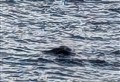 LOCH NESS MONSTER: Is this the first sighting of Nessie in 2025?