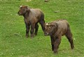 New Mishmi takin calves at Highland Wildlife Park make public debut online