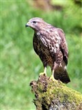 Highland police want raptor incidents reported