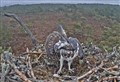 Great news from Loch Garten: ‘We have an egg!’