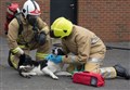 Helping to save the lives of pets in the Highlands