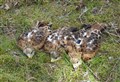 Red kite found poisoned was first of its kind in Cairngorms National Park