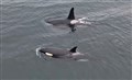 A cropped screenshot of two killer whales taken from Sam Mackay's drone footage captured at Freswick Bay.