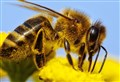 Beekeepers unite! Special course set up in Aviemore this weekend
