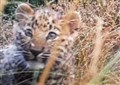 World gets first glimpse of new Amur leopard cubs