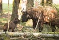 Stark choice of names for Highlands' new arrival