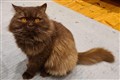 Isle of Wight animal shelter in bid to reunite Russian cat with owners