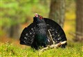 'Extinction clock approaches midnight for Scotland’s capercaillie'