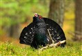 'Extinction clock approaches midnight for Scotland’s capercaillie'