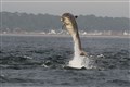 Moray Firth bottlenose dolphins breach the surface near Chanonry Point. Picture: Ally Kemp