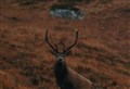 The great Highland red deer cull in focus