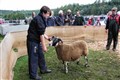 Glenrinnes Touch O' Class, the supreme winner of the sheep section