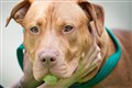 What happens if you own an American XL bully and how will the ban work?