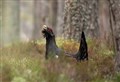 Controversial Cairngorms capercaillie project is awarded £2 million in lottery funds