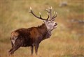 Affordable housing and woodland expansion raised by key groups in Cairngorms consultation