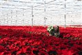 Grower produces rarer white variety of poinsettia house plant
