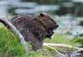 Call for one more 'beaver blether' with concerned farmers in strath