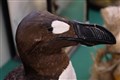 Great Auk! Replica of extinct bird sells for £25,000