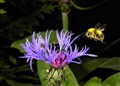 Killer bee disease found in Inverness-shire