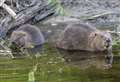 Final decision on reintroduction of beavers to Cairngorms expected by end of month