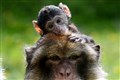Dozens of mammals could be susceptible to coronavirus, study suggests
