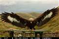 Missing golden eagle ‘believed to have come to harm’, police say