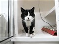 Boom in Highlands in kittens and cats needing loving homes