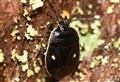 Rare bug found in Scotland for first time in more than 30 years
