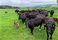 Automated weighing technology a gamechanger for Scottish beef finishing sector